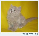 БРИТАНСКИЕ ДЛИННОШЕРСТНЫЕ КОТЯТА
