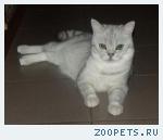 Шотландский котик ждет кошечек на вязку.