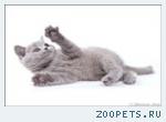 Британские котята из питомника британских кошек