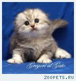 Роскошные серебристые британцы и Хайленд-Фолды