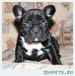 Щенки Французского бульдога