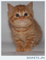Шотландские вислоухие котята