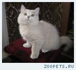 БРИТАНСКИЕ ДЛИННОШЕРСТНЫЕ КОТЯТА