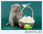 Шотландские короткошерстные котята