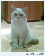Британский кот на вязку