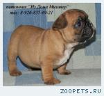 Щенки французского бульдога шоу-класса