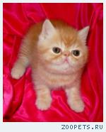 Персидские и экзотические котята