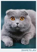 ПРИГЛАШАЕМ НА ВЯЗКУ КОШЕК-ПРОДАЖА КОТЯТ