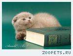 Шотландские короткошерстные котята