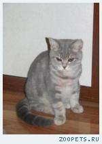 Британские котики из п-ка "Silver Blossom".
