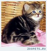 Британские мрамоные котята  из питомника VIVIAN.