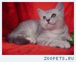 Шотландский котенок,мальчик