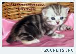 Британские мрамоные котята  из питомника VIVIAN.