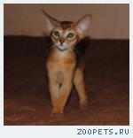 Абиссинские котята