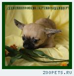 Чихуахуа  щенки