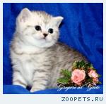 Британские Серебристые котята шиншилла и (Вискас) Шоу-класс!