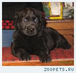 Щенки Лабрадора 25.000