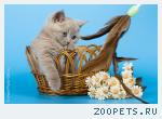 Продается британский кот лилового окраса