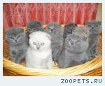 Шотландские вислоухие котята