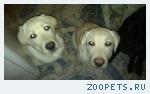 Лабрадорчики!