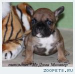 Французский бульдог. Щенки палевого окраса