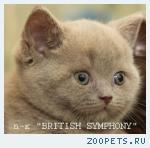 Голубые и лиловые британские котята