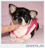 Щенки ЧИХУАХУА