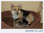Продаю щенков вельш корги пемброк