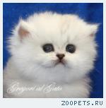 Британские длинношерстные Серебристые шинлиллы шоу-класса