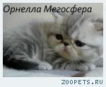 Экзотические плюшевые котята