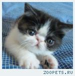 Экзотические котята от Европейского Чемпиона