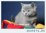 Британские котята голубого окраса. Питомник.