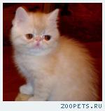 Экзотическая Кошечка