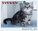 Британские мрамоные котята  из питомника VIVIAN.