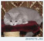 БРИТАНСКИЕ ДЛИННОШЕРСТНЫЕ КОТЯТА
