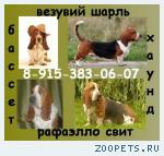 Бассет Хаунд щенки
