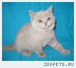 Продаю британских котят