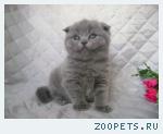 Продажа шотландских котят
