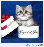 Британские Серебристые шиншиллы и тебби (Вискас) Шоу-класс!