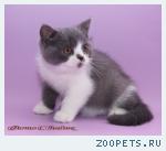 Продам британских котят