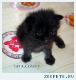 Экзотические плюшевые котята