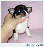 Щенки ЧИХУАХУА