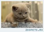 Голубые и лиловые британские котята