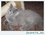 БРИТАНСКИЕ ДЛИННОШЕРСТНЫЕ КОТЯТА