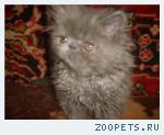персидские котята