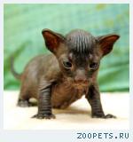 КОРНИШ-РЕКС кудрявые котята