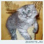 Шотландские вислоухие котята и Хайленд-Мальчики