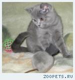 Британская КОШЕЧКА голубого окраса