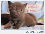 Британские котята шоколадного окраса