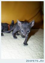 КОРНИШ-РЕКС кудрявые котята